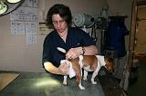 JACK RUSSEL - GLANDES ANALES 015